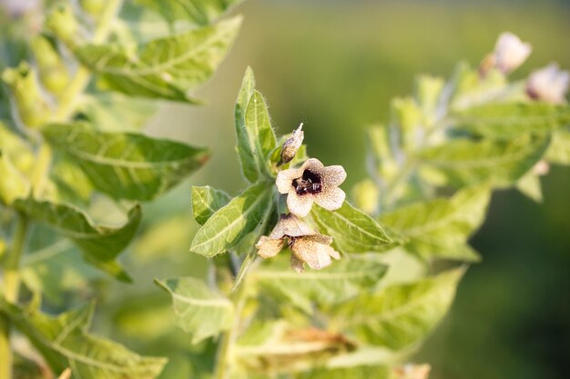 Hyoscyamus niger henbane 검은 henbane 또는 냄새 나는 밤 그늘 꽃 근접 촬영 야생에서 Hyoscyamus niger 식물