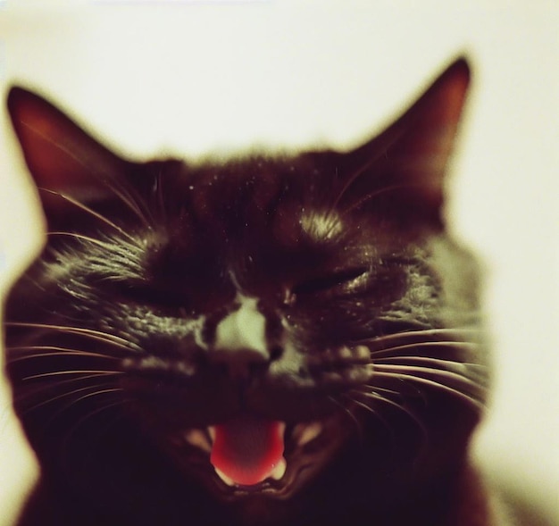 Фото Гиперреалистичная иллюстрация смеющейся мурлыкающей кошки.