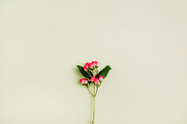 Hypericum flower flat lay spring minimal concept