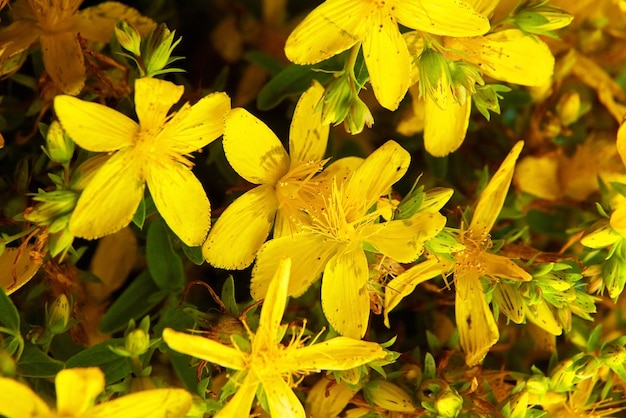 Hypericum perforatum flowers or common St Johns wort flowers in blossom