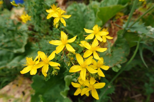 hypericum plant or St John's wort cultivation and flower of hypericum medicinal plant