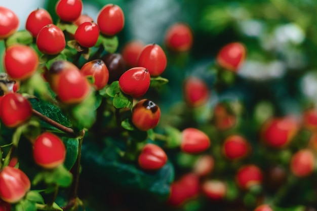 Hypericum on simple dark background