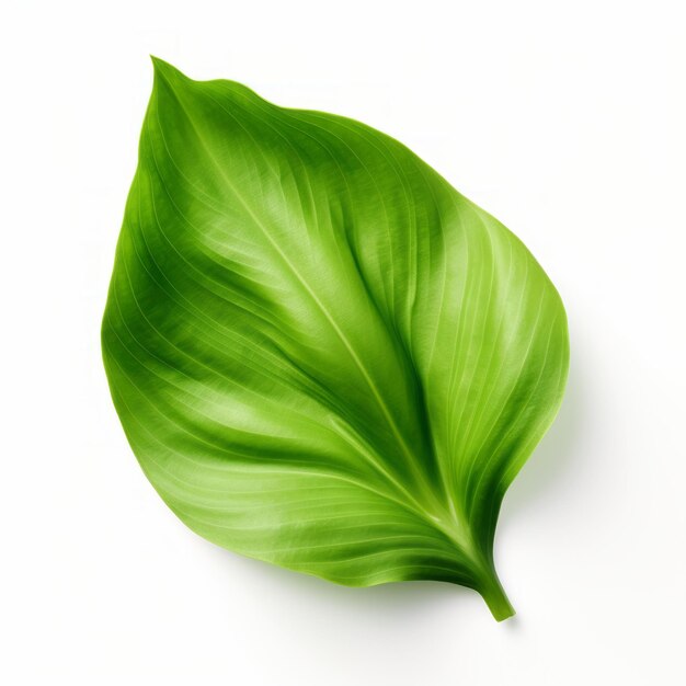 Photo hyperrealistic oil painting of green leaf on white background