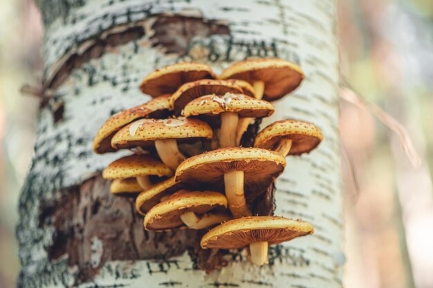 Photo hypholoma fasciculare grow on birch