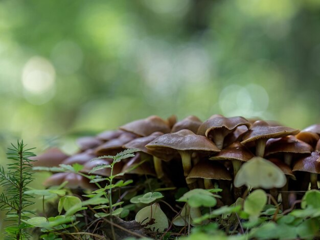 ニガクリタケ属の食用に適さないキノコ古い切り株に生えている有毒なキノコ