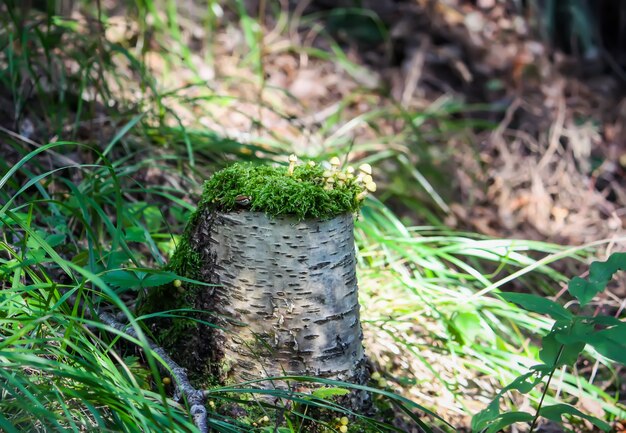 Фото hypholoma fasciculare ядовитые несъедобные грибы, растущие на пне во мхе