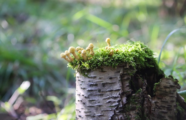 Photo hypholoma fasciculare poisonous inedible mushrooms growing on a tree stump in moss