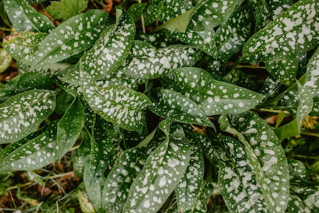 Hypoestes background with flower 