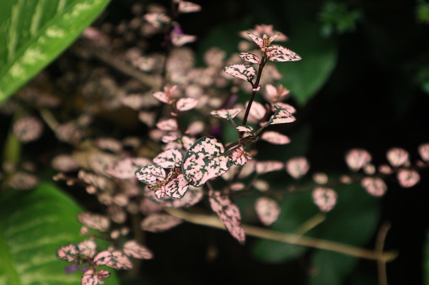 Hypoestes phyllostachya, de polka dot plant, is een soort bloeiende plant in de Acanthaceae fam