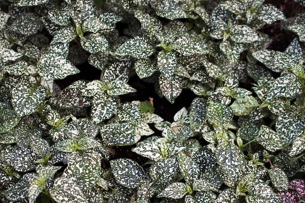 Foto hypoestes phyllostachya groene bladeren met witte vlekken textuur