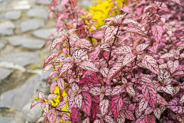 물방울 무늬 식물인 Hypoestes phyllostachya