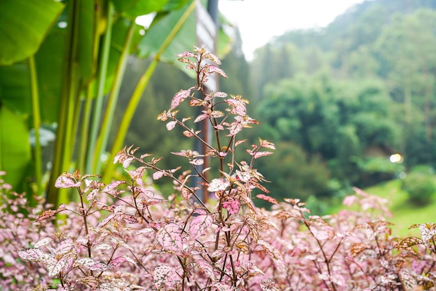 물방울 무늬 식물인 Hypoestes phyllostachya