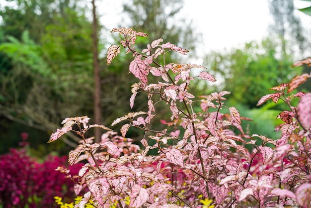 물방울 무늬 식물인 Hypoestes phyllostachya