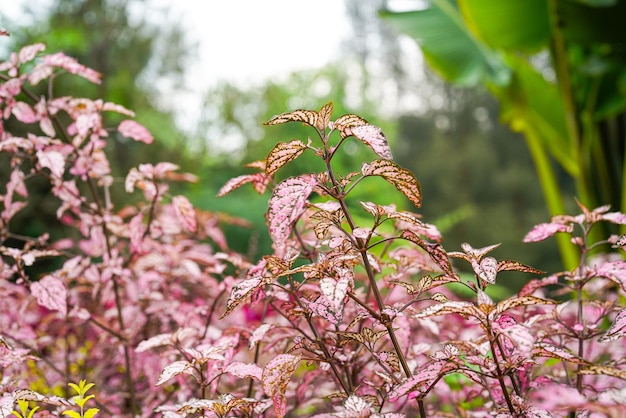 Hypoestes phyllostachya, the polka dot plant