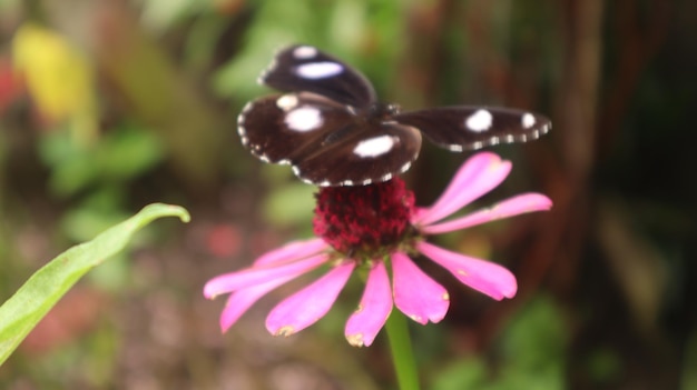 ジニアの花にとまるヒポリムナス・ボリナ・バタフライ。蜜を吸う黒蝶。素晴らしい卵