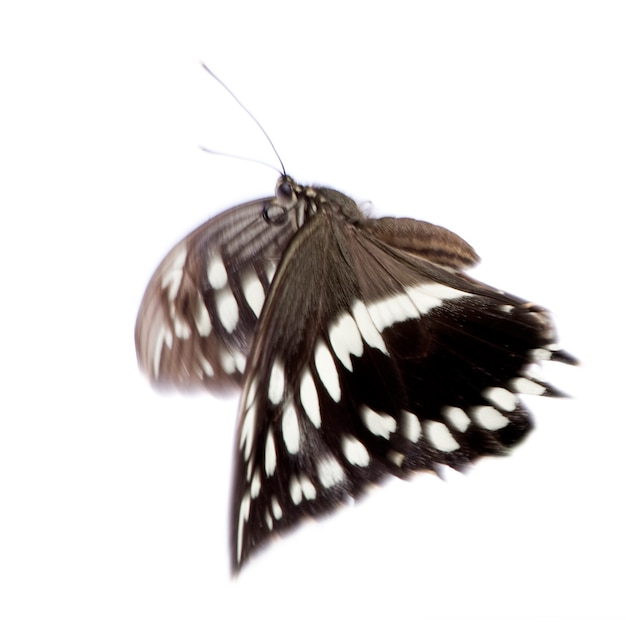 Photo hypolimnas bolina butterfly in on a white isolated