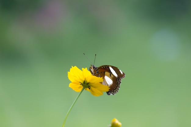 Hypolimnas bolina de grote eiervlieg of blauwe maanvlinder die op de bloempla rust