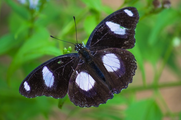 Hypolimnas bolina 또는 eggfly 또는 blue moon 나비가 날개를 활짝 열고 식물에 쉬고 있습니다.