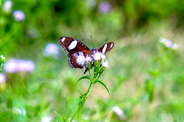 Hypolimnas bolina 인도 하이데라바드에서 온 대나비 블루문 나비