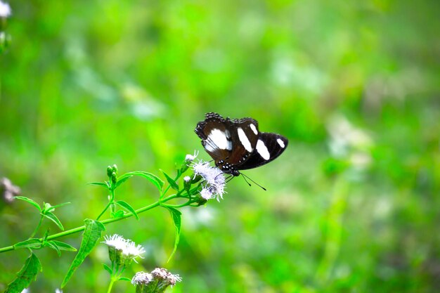 Hypolimnas bolina the great eggfly the blue moon butterfly from India Hyderabad