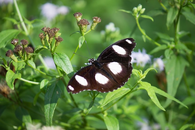 Hypolimnas bolina 인도 하이데라바드에서 온 대나비 블루문 나비