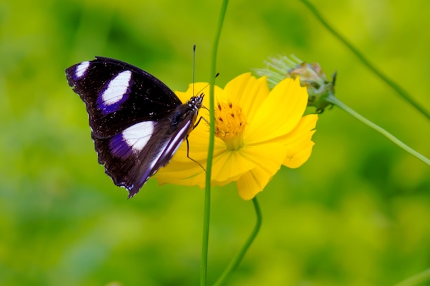 Hypolimnas bolina la grande mosca delle uova o farfalla della luna blu che riposa sul fiore pla