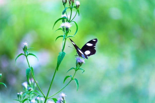 Hypolimnas bolinaは、花の植物の上で休んでいる大きなメスアカムラサキまたは青い月の蝶