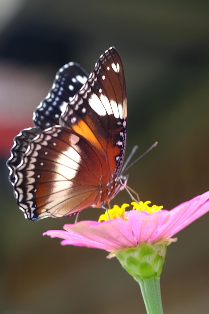 Photo hypolimnas bolina, the great eggfly, eggfly, varied eggfly or in new zealand the blue moon butterfly