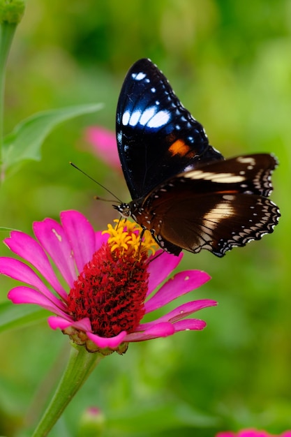 Hypolimnas bolina, the great eggfly, eggfly, varied eggfly or in new zealand the blue moon butterfly