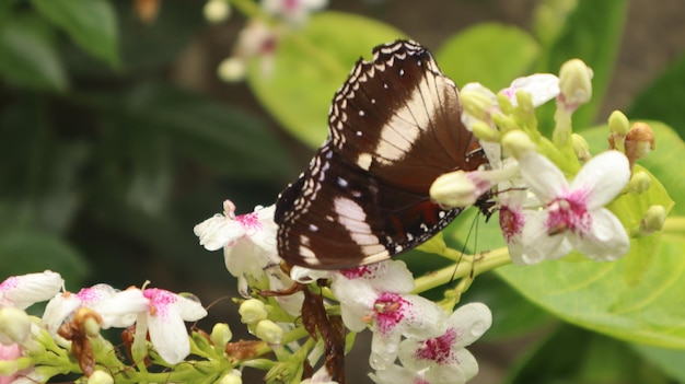 Hypolimnas bolina vlinder zat op witte bloem. zwarte vlinder die nectar zuigt. geweldige eiervlieg