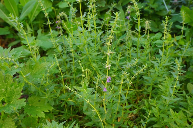 Hysop groeit in de dorpstuin. Groene twijgen met kleine blauwe bloemen. Nuttige medicinale plant.