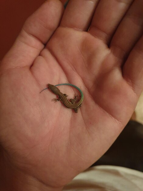 I found a small lizard next to the house which is lovely