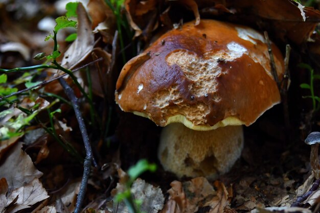 Photo i funghi porcini cresciuti nel bosco