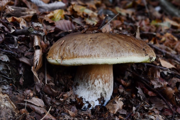 I funghi porcini cresciuti nel bosco