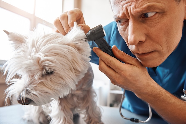 Devo essere molto attento. un serio veterinario di mezza età sta controllando l'orecchio del cane mentre lavora in una clinica veterinaria