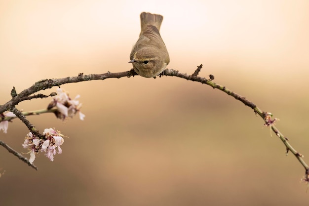 Iberian chiffchaff with the first light of the day in a forest of oaks and pines in spring