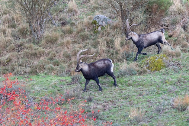 Foto stambecco iberico capra pyrenaica victoriae avila spagna