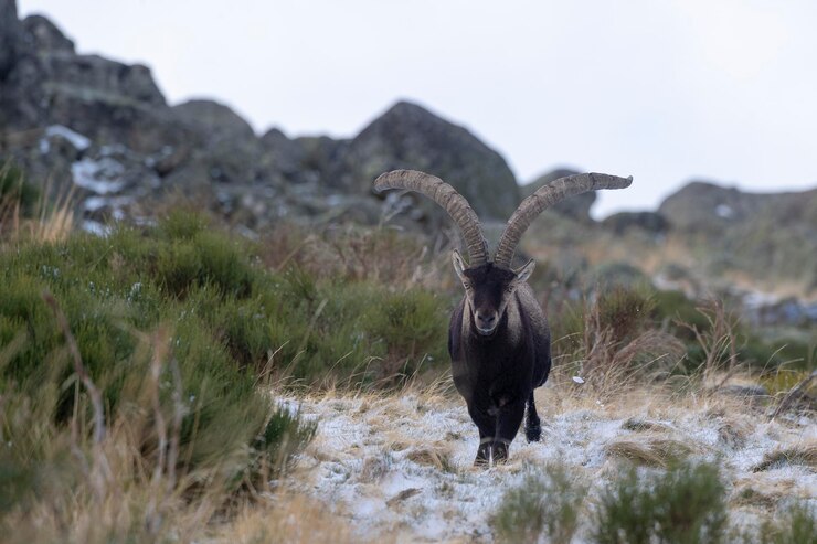 Iberian ibex (Capra pyrenaica victoriae) 아빌라, 스페인
