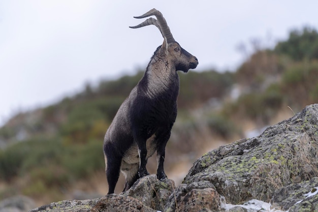 Iberian ibex (Capra pyrenaica victoriae) 아빌라, 스페인