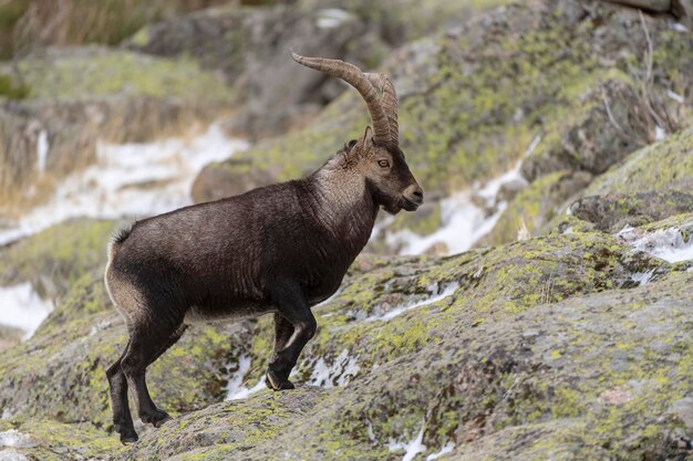 Iberian ibex (Capra pyrenaica victoriae) 아빌라, 스페인