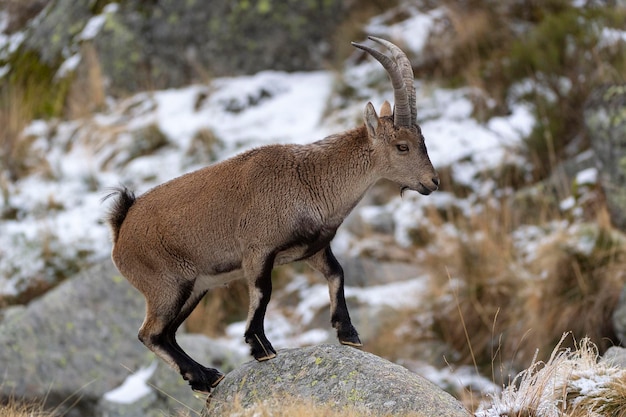 Foto stambecco iberico capra pyrenaica victoriae avila spagna