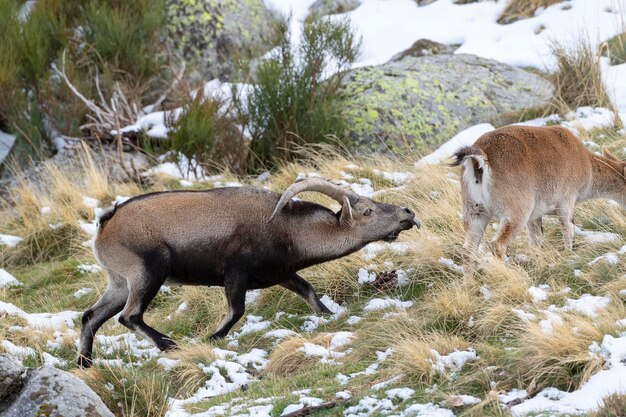 Iberian ibex Capra pyrenaica victoriae Avila Spain