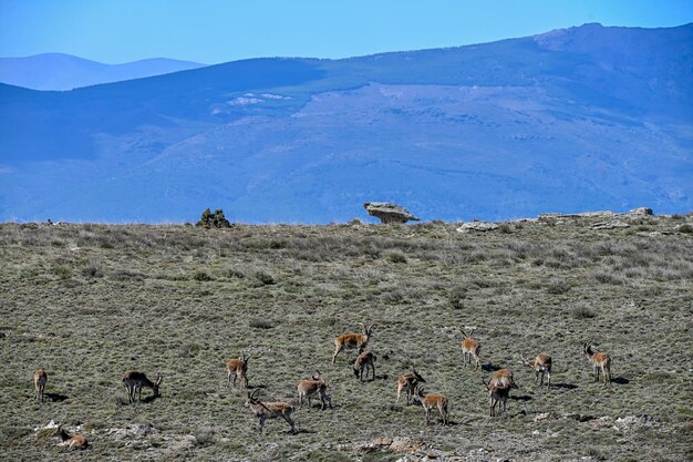 The iberian ibex or ibex is one of the species of bovids of the\
genus capra that exist in europe