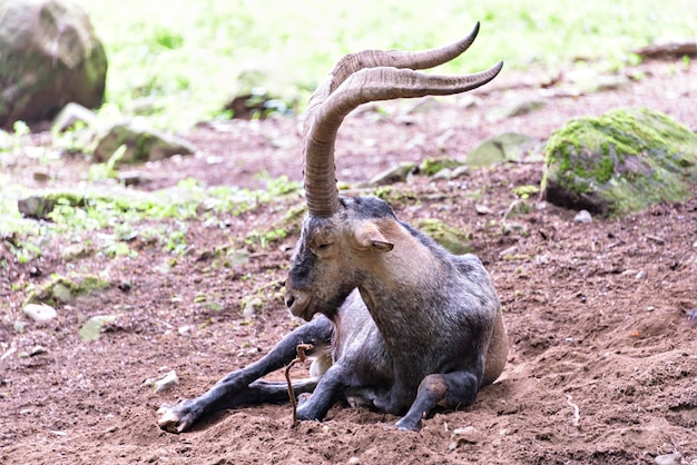 Ibice iberico che riposa nella foresta dei pirenei