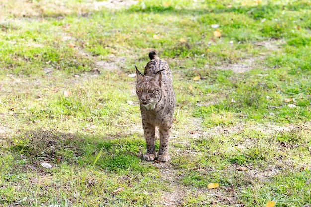 Photo iberian lynx (lynx pardinus) carnivorous mammal of the felidae family, the most threatened cat species in the world