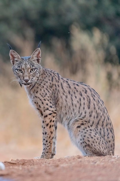 イベリアオオヤマネコLynxpardinus Ciudad Real Spain