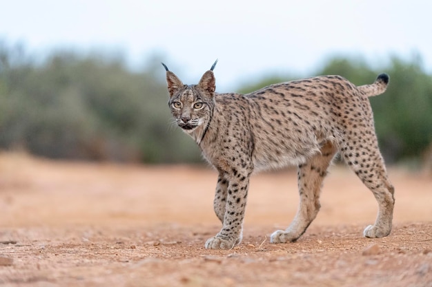 イベリアオオヤマネコLynxpardinus Ciudad Real Spain