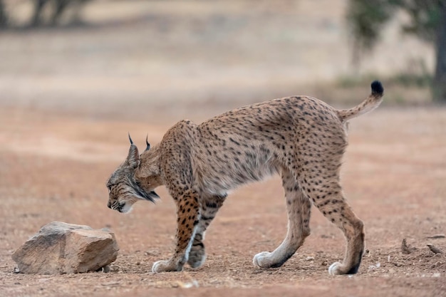 イベリアオオヤマネコLynxpardinus Ciudad Real Spain