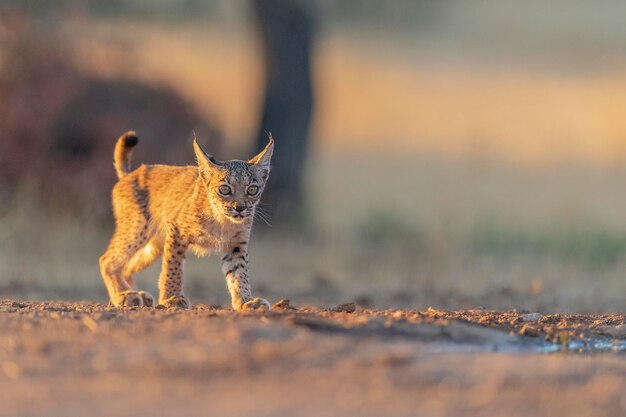 イベリア オオヤマネコ (Lynx pardinus) シウダー レアル、スペイン