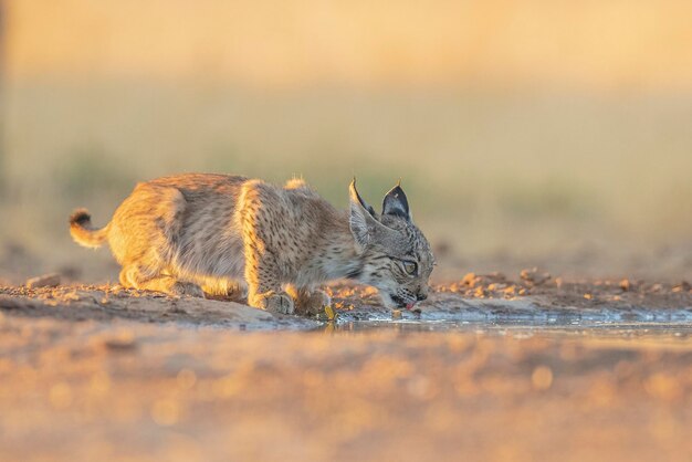 Iberian lynx (Lynx pardinus) 시우다드 레알, 스페인